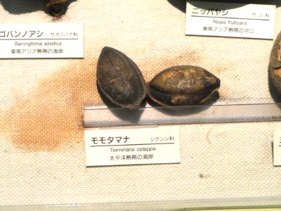 Terminalia catappa - Osaka Museum of Natural History - DSC07826