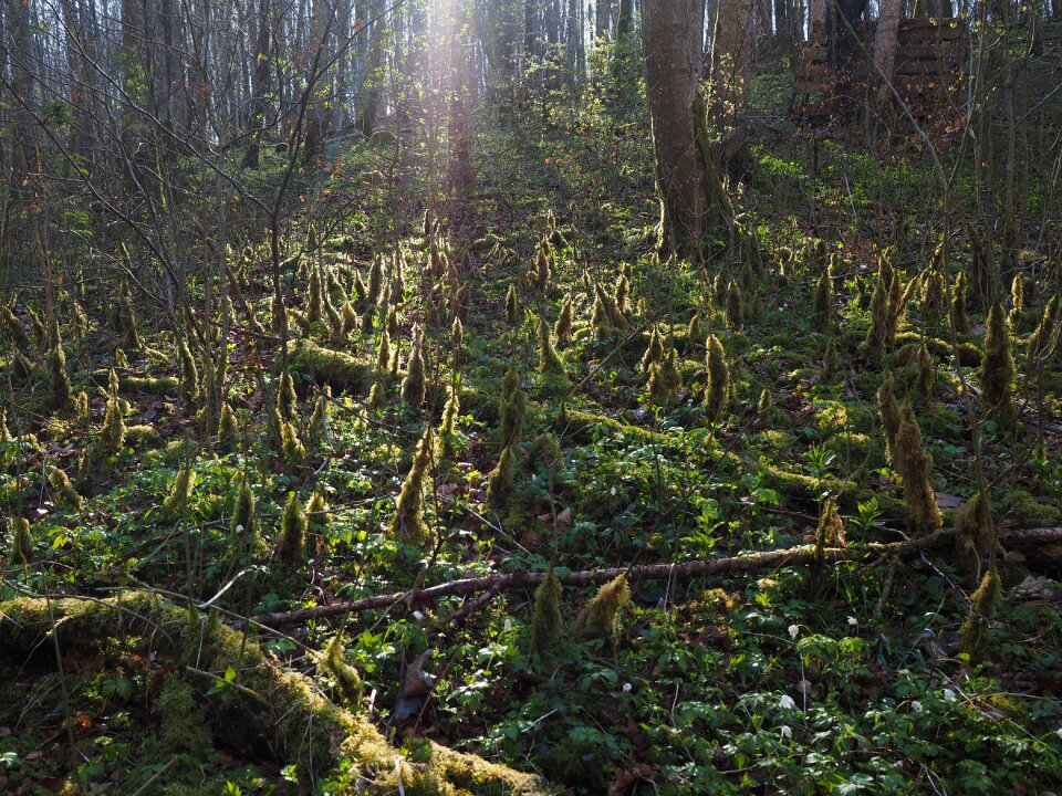 Bemoost forest floor moss growth
