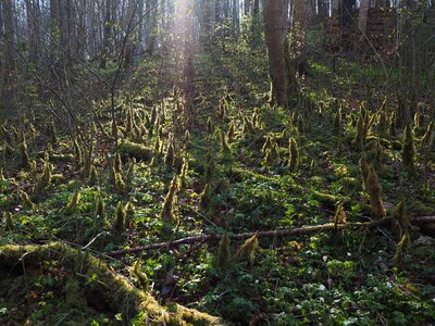 Bemoost forest floor moss growth