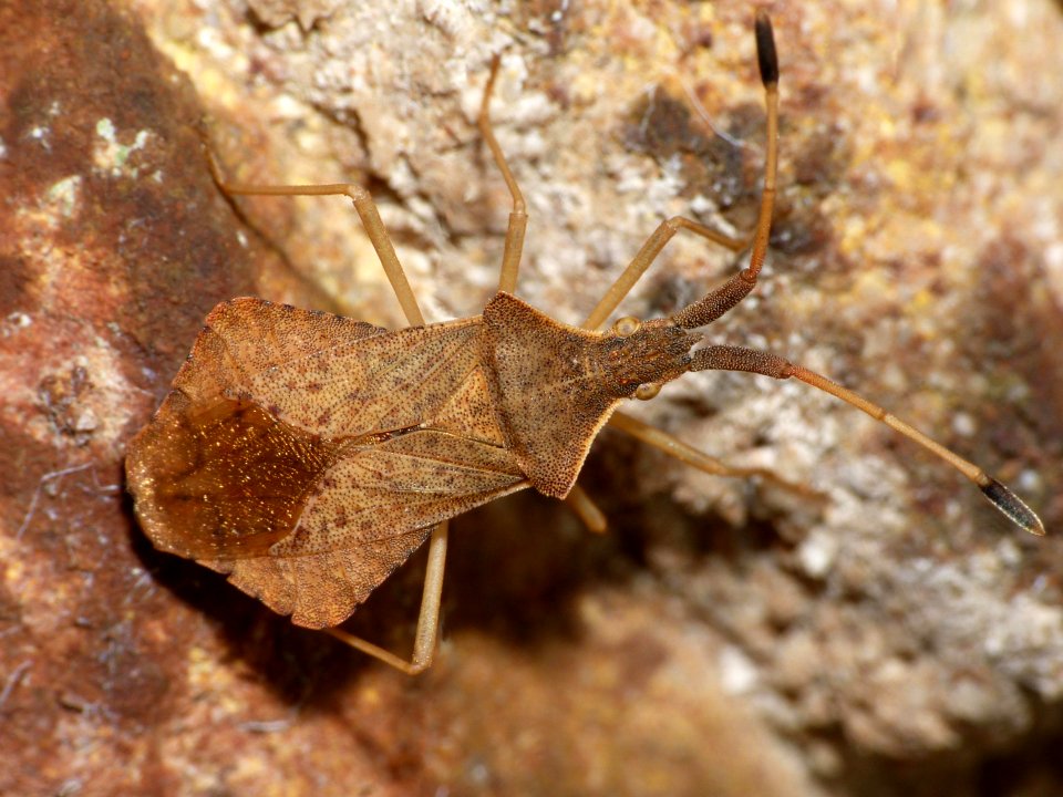 Syromastus rhombeus Ooijpolder