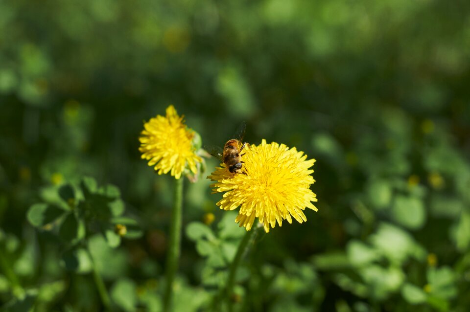 Flower bee nature
