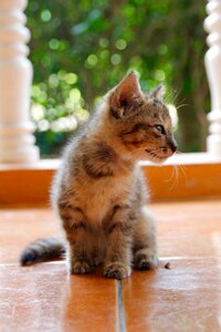 Cute pet domestic cat photo