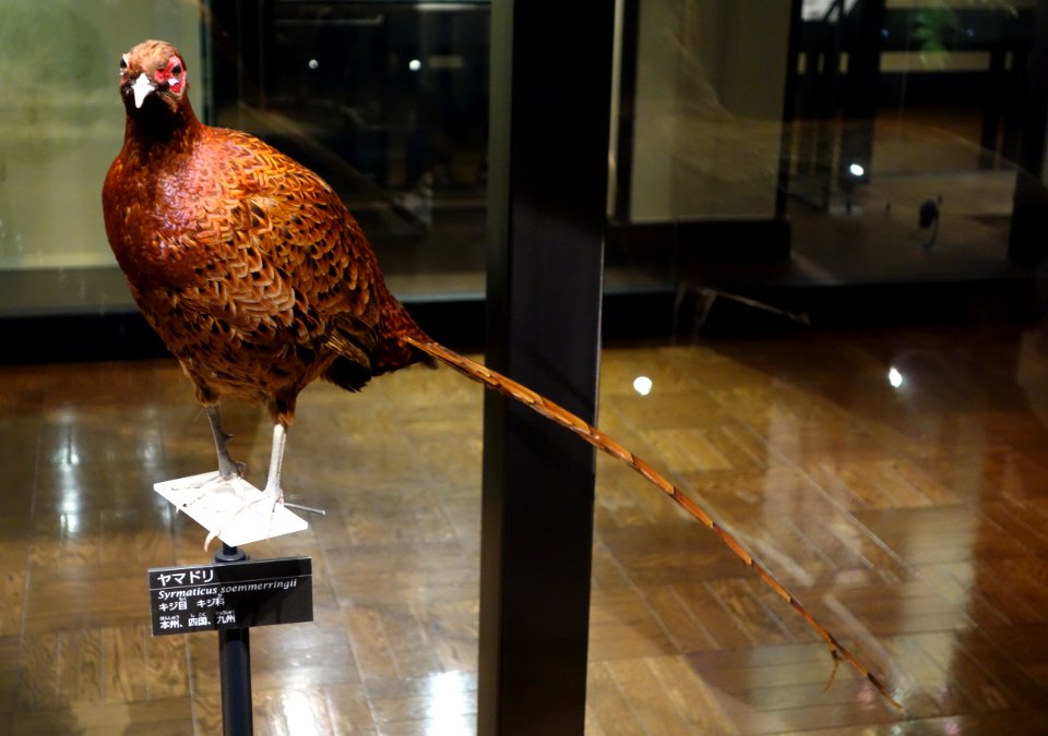 Syrmaticus soemmerringii - National Museum of Nature and Science, Tokyo - DSC07030