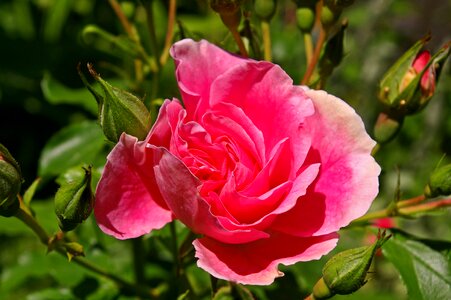Rose garden blossom bloom