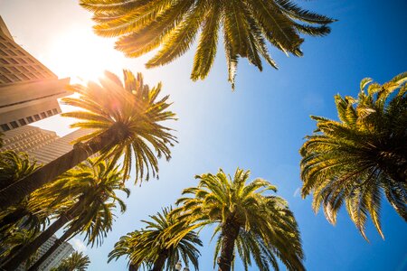 Outdoors palm trees sky photo