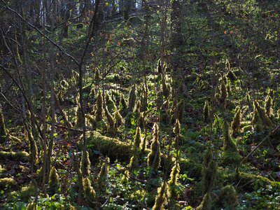 Bemoost forest floor moss growth