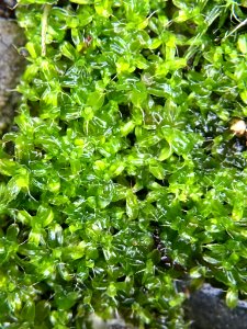 Syntrichia papillosa 62017908