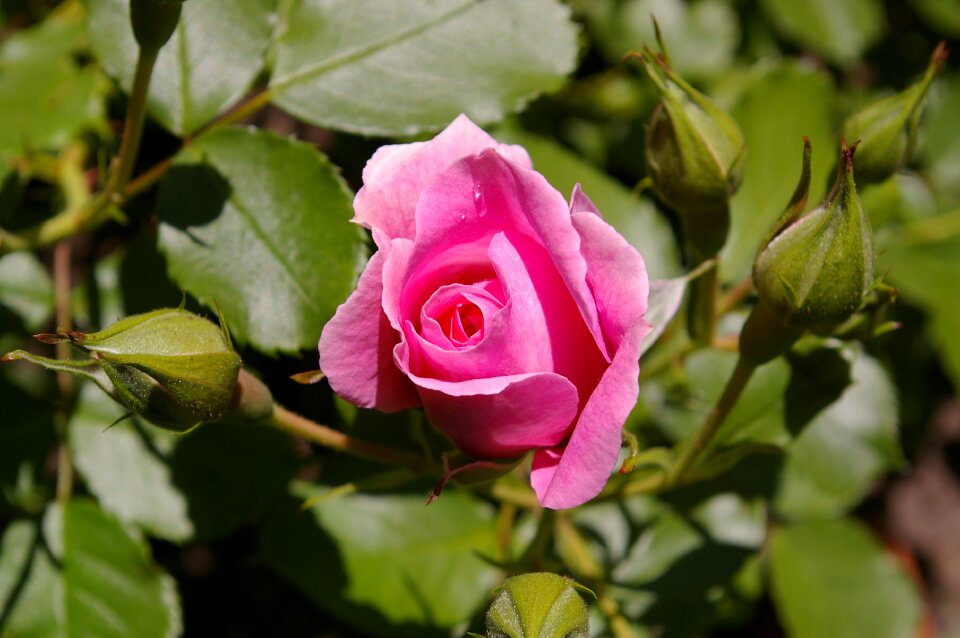 Rose garden blossom bloom