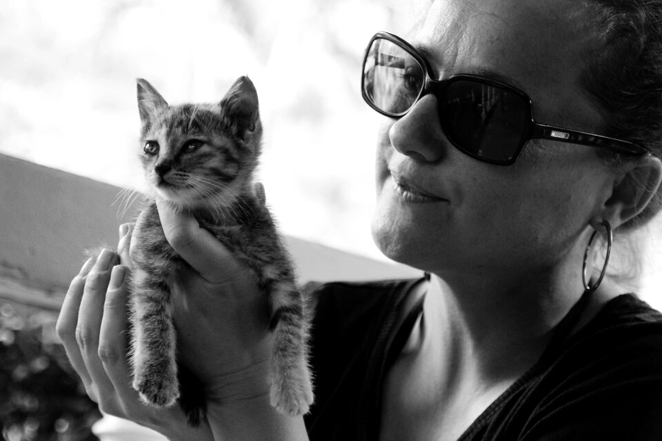Cute pet domestic cat