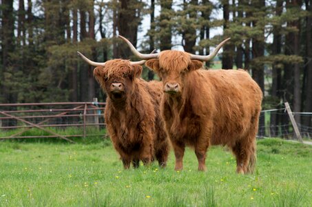 Beef highland cattle highland beef photo