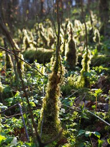 Forest floor moss growth fouling
