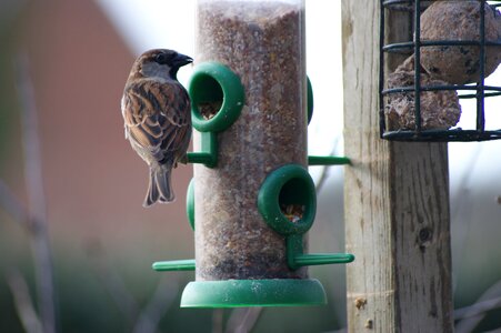 Bird garden bird nature