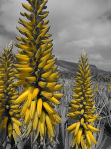 Care aloe vera photo