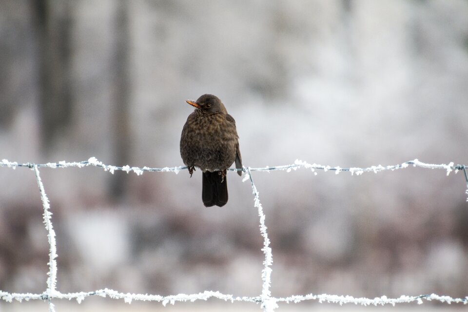 Songbird frost fence
