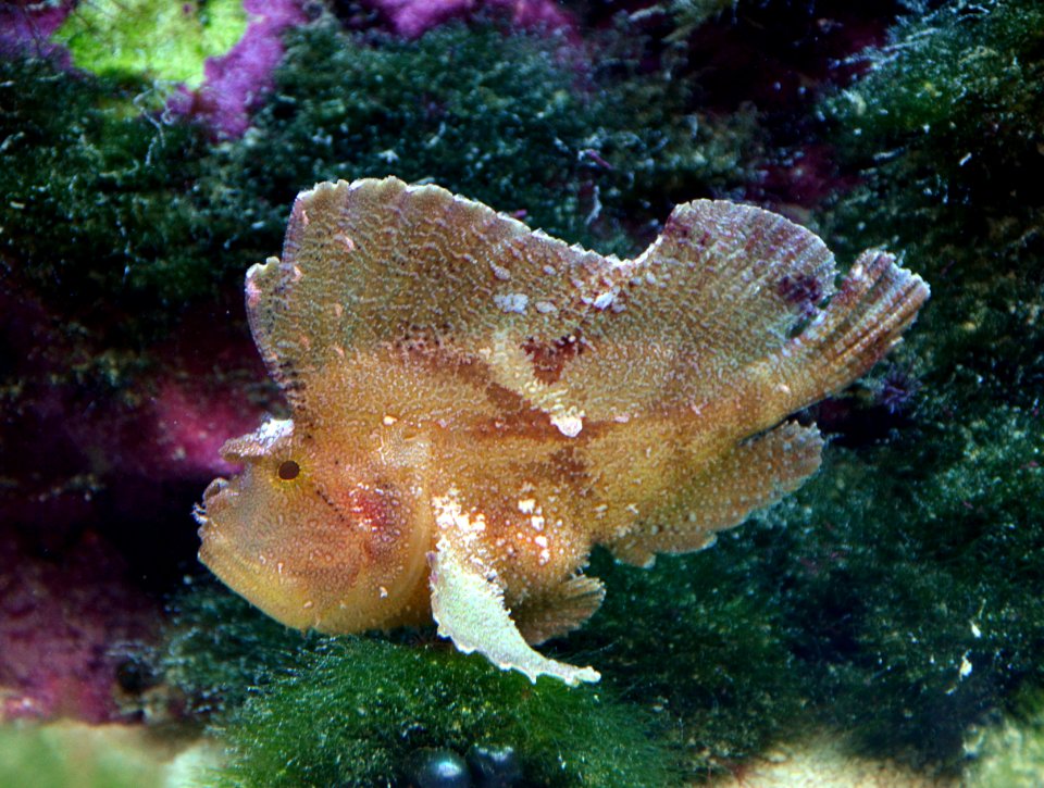Taenianotus triacanthus Aquarium tropical du Palais de la Porte Dorée 10042016