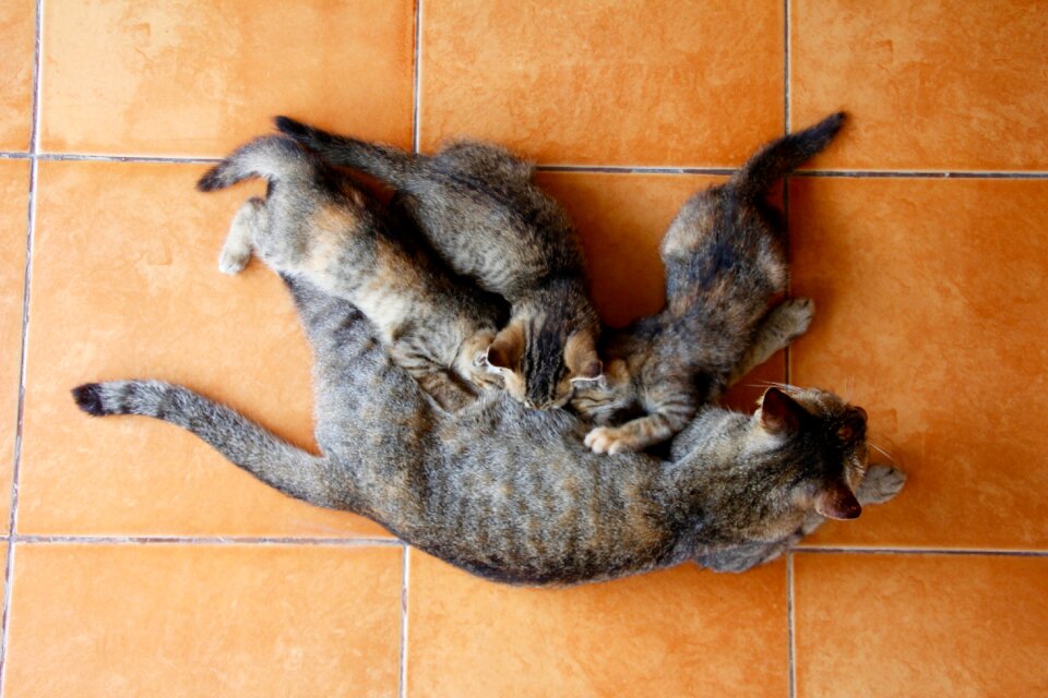 Cute pet domestic cat