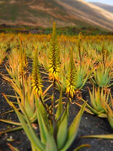 Care aloe vera photo