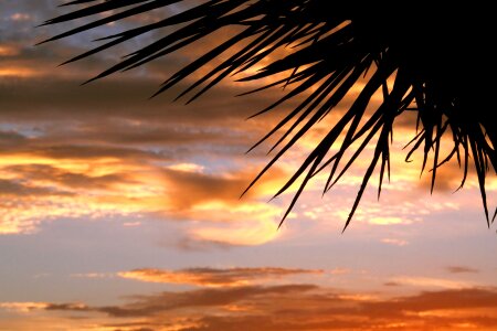 Sky clouds palm tree photo