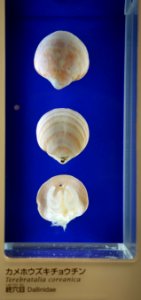 Terebratalia coreanica - National Museum of Nature and Science, Tokyo - DSC07570