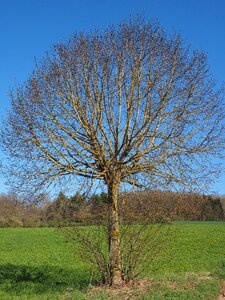 Elm aesthetic globose