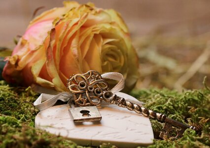 Bloom rose bloom romantic