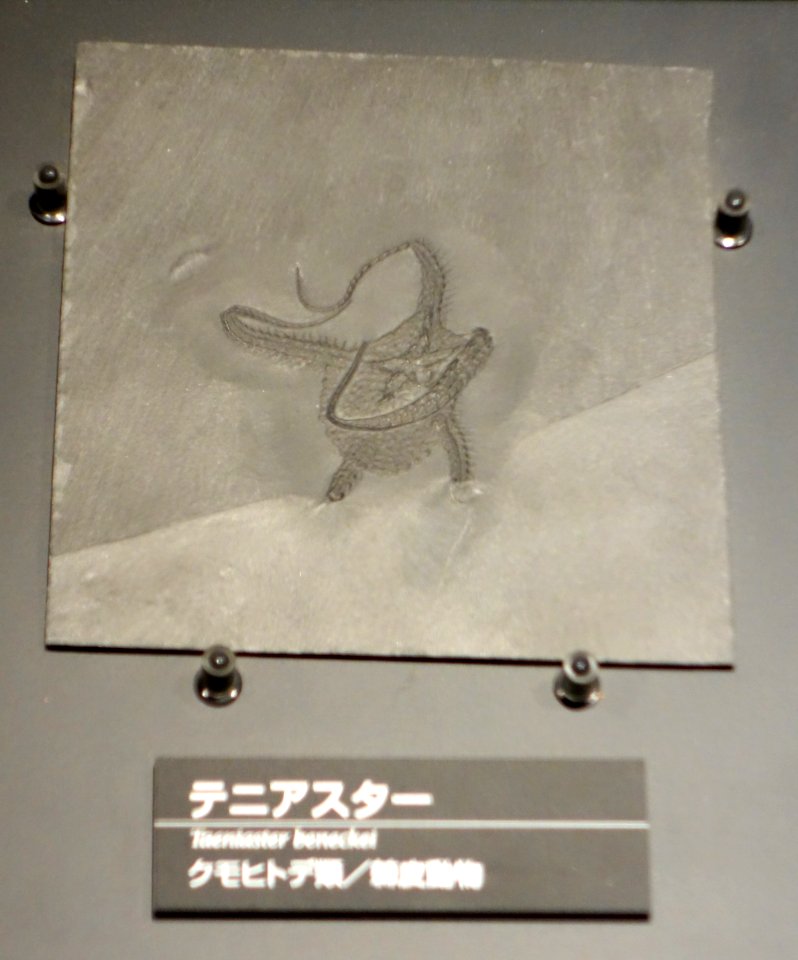 Taeniaster beneckei - National Museum of Nature and Science, Tokyo - DSC07721