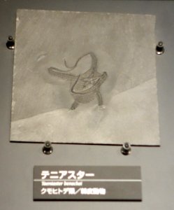 Taeniaster beneckei - National Museum of Nature and Science, Tokyo - DSC07721