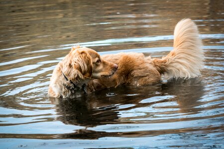 Dog tail water photo