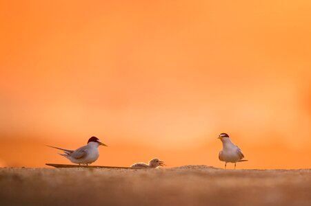 Bird blur dawn photo