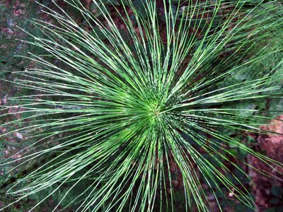 Floral structure green