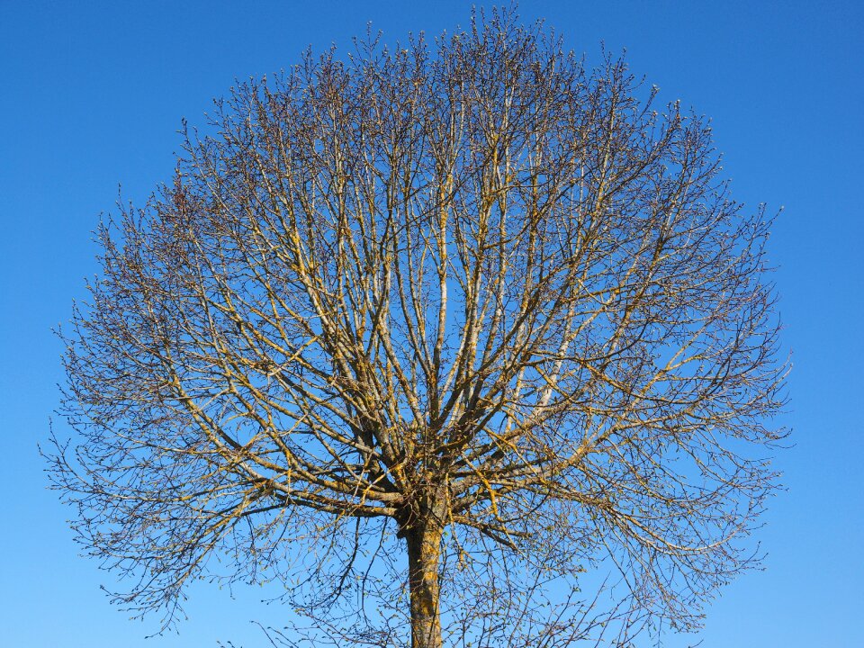 Elm aesthetic globose