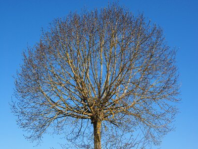 Elm aesthetic globose