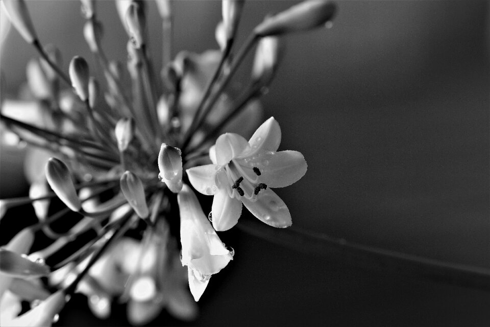 Blossom bloom flower