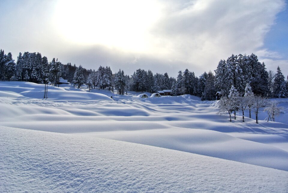 Landscape evergreen frost
