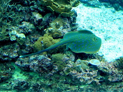 Taeniura lymma (Bluespotted ribbontail ray), Burgers zoo, Arnhem, the Netherlands photo