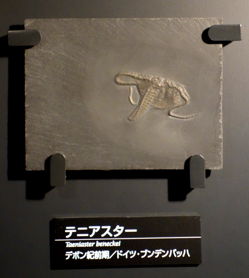 Taeniaster beneckei - National Museum of Nature and Science, Tokyo - DSC07715