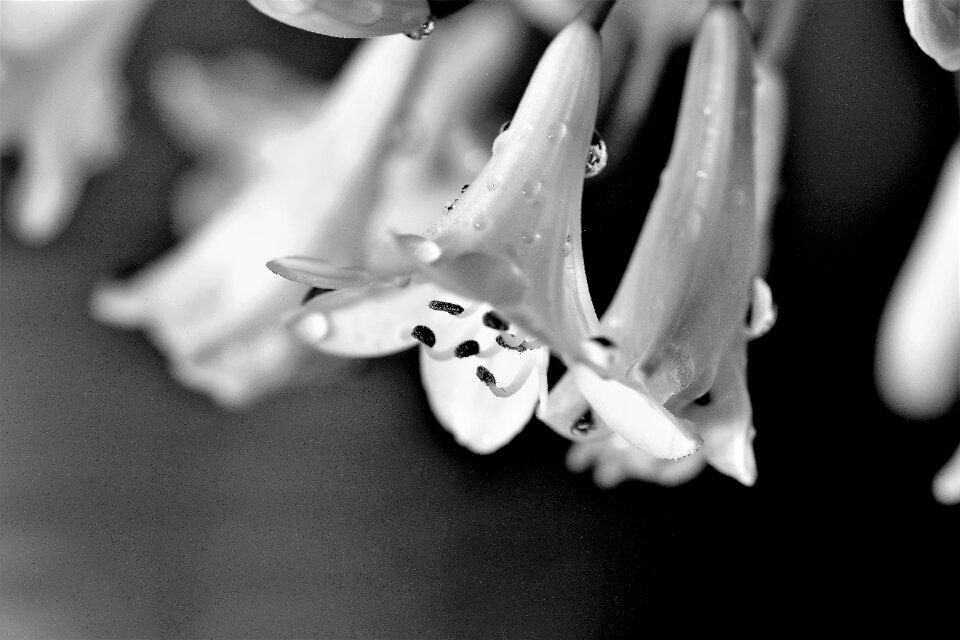 Blossom bloom flower