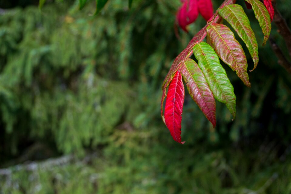 Colorful leaves fall color red