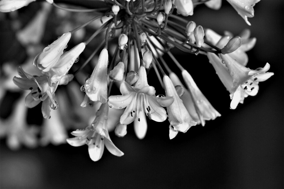 Blossom bloom flower