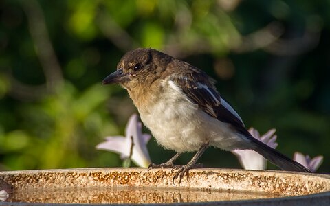 Fluffy feathers bird
