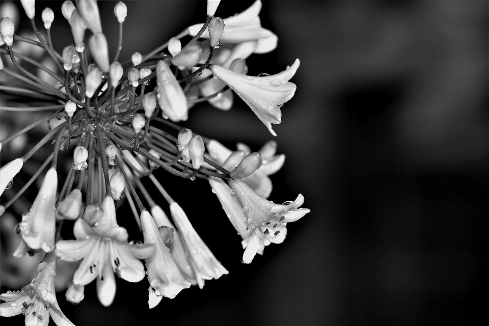 Blossom bloom flower