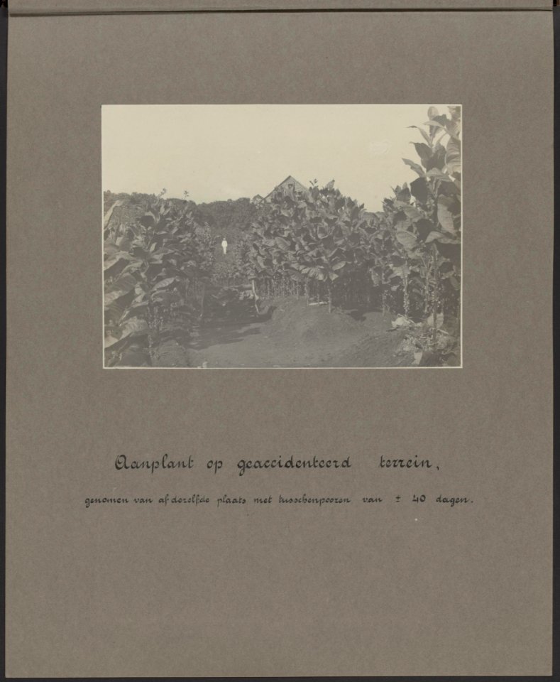 Tabaksplanten op een heuvelachtig terrein met in de verte een opzichter in witte, Bestanddeelnr 820 12