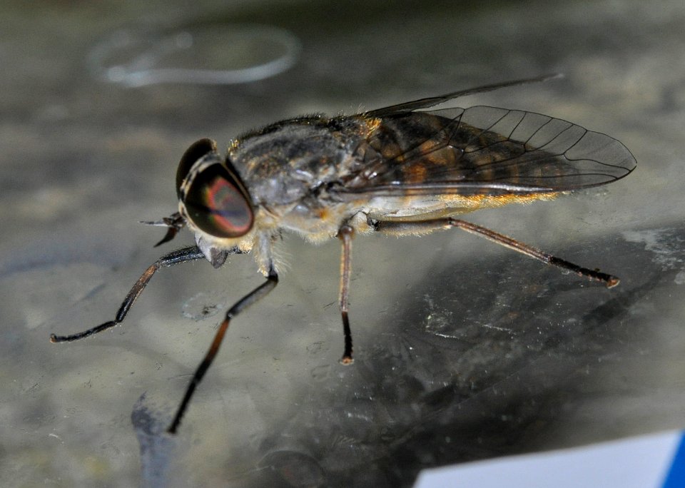 Tabanus-bromius-05-fws