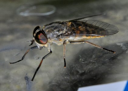 Tabanus-bromius-05-fws