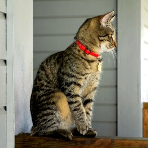 Tabby kitten in Brastad photo