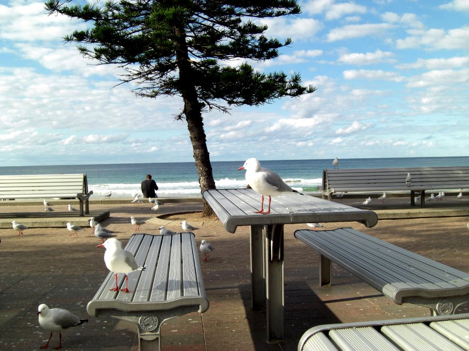 Table de pique-nique à Bondi