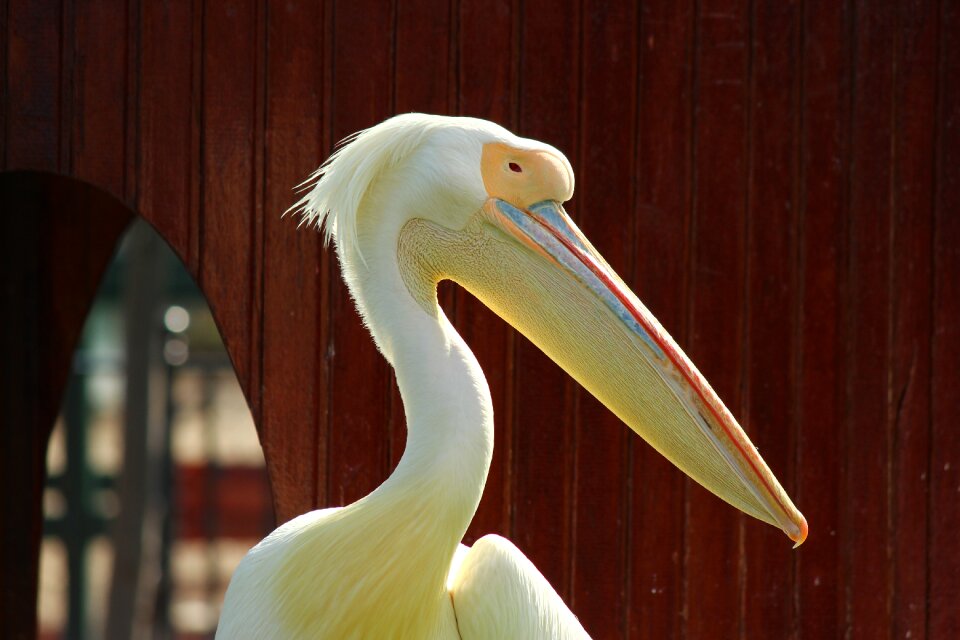 Pelican zoo posing
