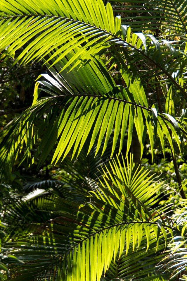 Rain forest forest australia photo