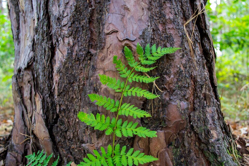 Leaf green brown