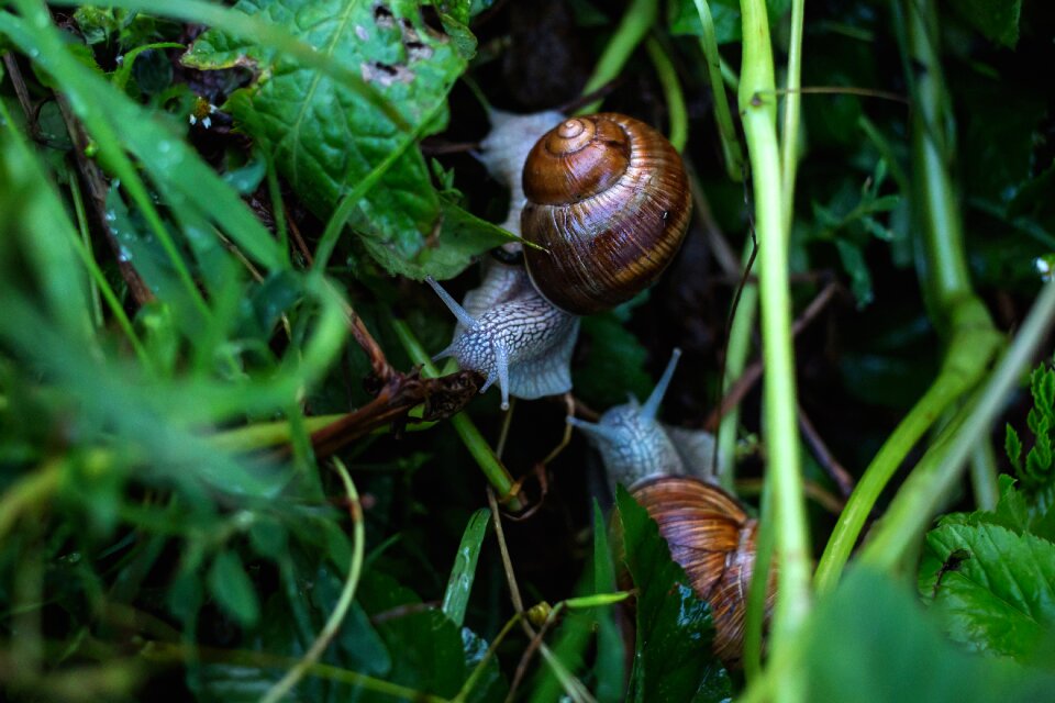 Leaves macro mollusk